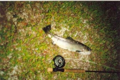 Fangst Langvannet Trondjord