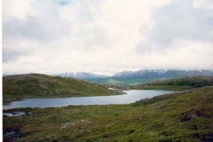 Tindvannet Futrikelv